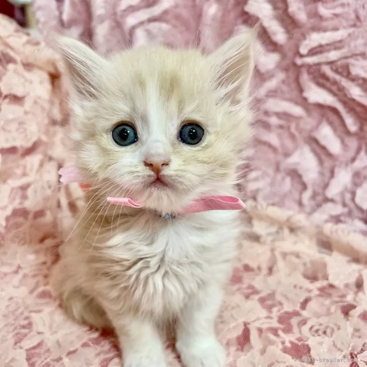 ID：2503-02880の子猫