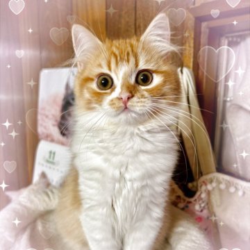 スコティッシュフォールド(立ち耳)【北海道・男の子・2025年7月1日・レッドタビー&ホワイト（柔らかな短毛💕）】の写真「とても甘えん坊で、元気いっぱいです♪」