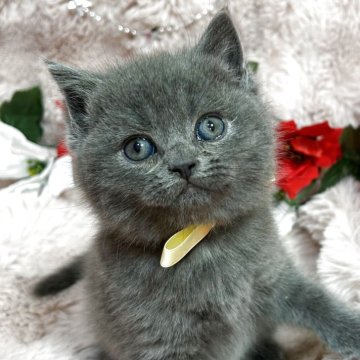 スコティッシュフォールド(立ち耳)【北海道・男の子・2025年10月5日・ブルー（短毛）】の写真「全てが丸いです😆」