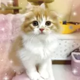 スコティッシュフォールド(折れ耳)