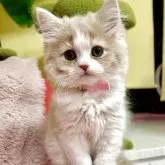 スコティッシュフォールド(立ち耳)