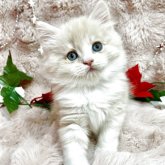 スコティッシュフォールド(立ち耳)