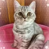 スコティッシュフォールド(立ち耳)【北海道・女の子・2024年8月15日・シルバータビー】の写真1「とても美人に成長しています💕」