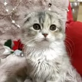 スコティッシュフォールド(折れ耳)