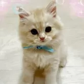 スコティッシュフォールド(立ち耳)