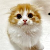 スコティッシュフォールド(折れ耳)