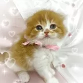 スコティッシュフォールド(折れ耳)