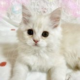 スコティッシュフォールド(立ち耳)