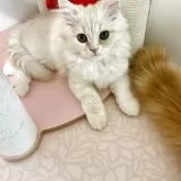 スコティッシュフォールド(立ち耳)【北海道・男の子・2025年7月28日・クリームタビー&ホワイト】の写真2「沢山甘えるからね！」