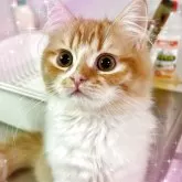 スコティッシュフォールド(立ち耳)【北海道・男の子・2025年7月1日・レッドタビー&ホワイト】の写真3「でも、僕はまだなんだ💦」