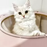 スコティッシュフォールド(立ち耳)【北海道・男の子・2025年7月28日・クリームタビー&ホワイト】の写真4「僕と一緒に癒しの生活しようね！」