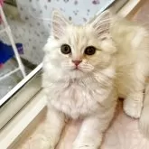 スコティッシュフォールド(立ち耳)【北海道・男の子・2025年7月28日・クリームタビー&ホワイト】の写真5