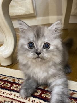 ミヌエット【大阪府・女の子・2020年2月9日・シルバーパッチドタビー（長毛）】の写真「お目目クリクリ！アイドル♪正統派の美猫！遺伝子検査」