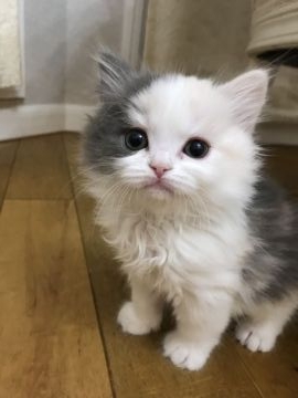 ミヌエット【大阪府・女の子・2019年1月4日・ダイリュートキャリコ（長毛）】の写真「アイドル猫のベビー♪全種遺伝子検査済の両親！」