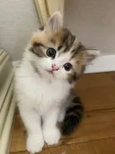 ミヌエット【大阪府・女の子・2020年4月9日・ブラウンパッチドタビー&ホワイト】の写真2「5/24撮影」