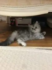 ミヌエット【大阪府・女の子・2019年6月28日・シェーデッドシルバー】の写真4