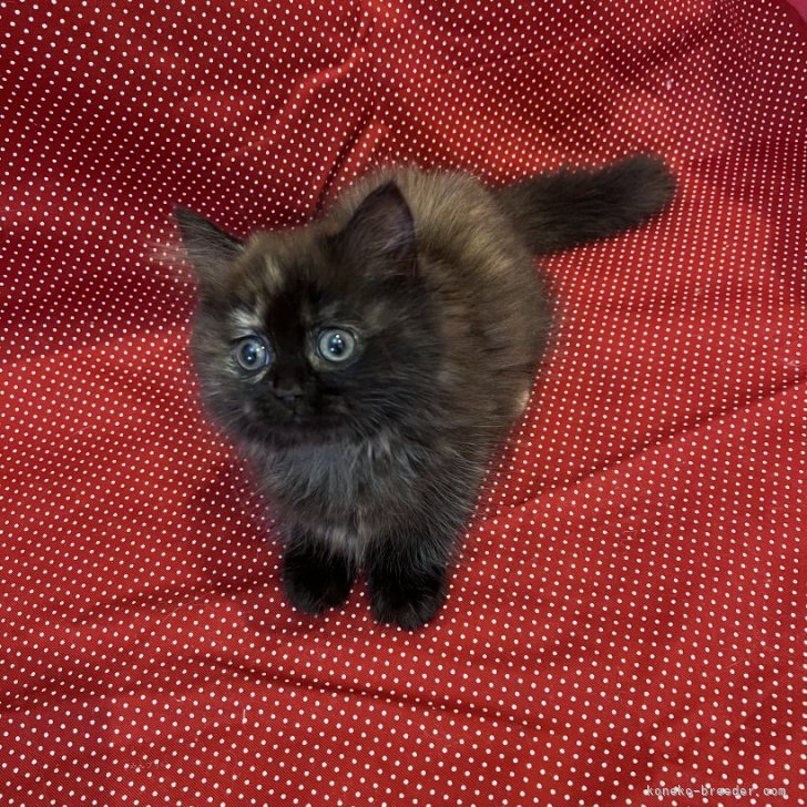 ブリーダー画像