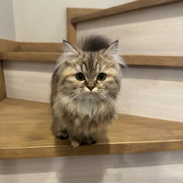 ブリーダー画像