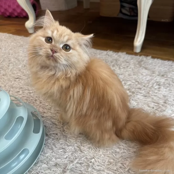 ミヌエット(長足)【大阪府・男の子・2025年4月2日・レッドタビー】の写真1