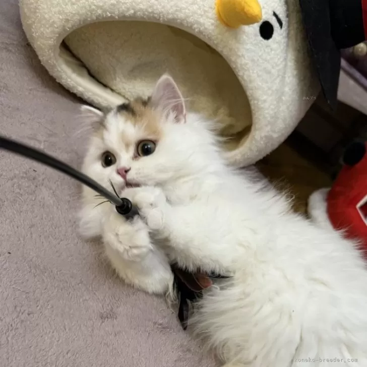 ミヌエット(短足)【大阪府・女の子・2024年6月9日・ブラウンパッチドタビー&amp;ホワイト】の写真1