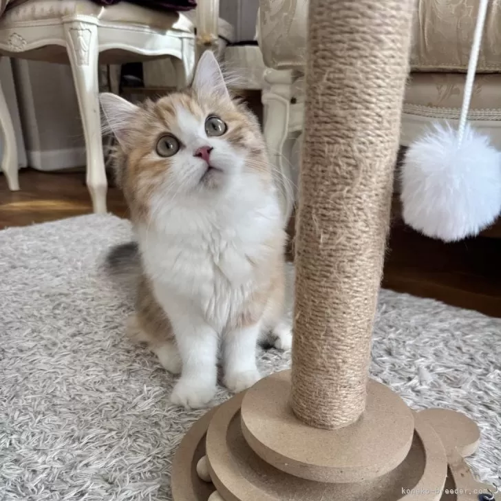 ID：2506-00597の子猫