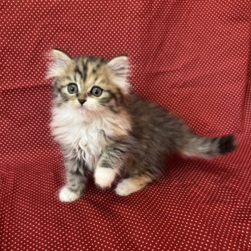 ミヌエット(長足)【大阪府・女の子・2025年9月12日・ブラウンパッチドタビー&ホワイト（セミロング）】の写真「げきかわ♡ミヌエット　靴下履いてます❤︎」