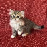 ミヌエット(長足)