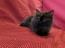 ミヌエット(短足)【大阪府・女の子・2025年6月12日・トーティシェル(正式な名称は変わる可能性あり)】の写真4