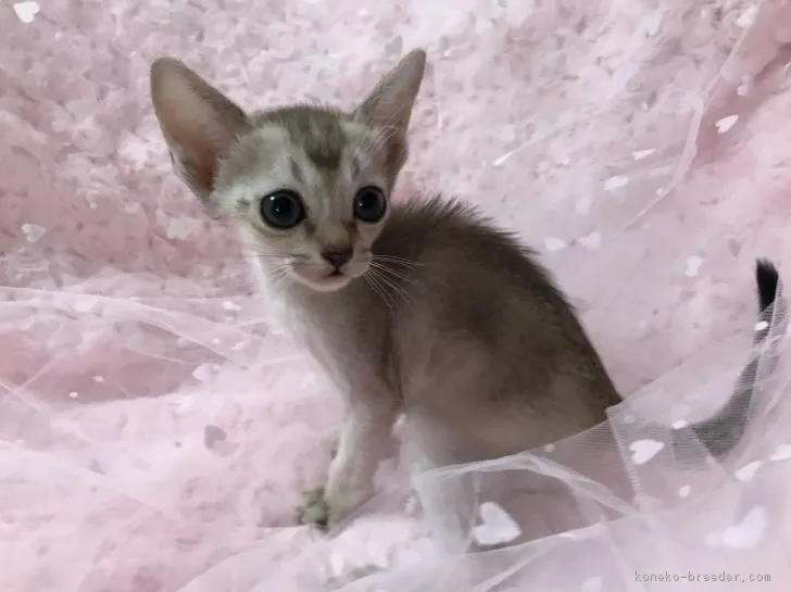 ID：1808-01274の子猫