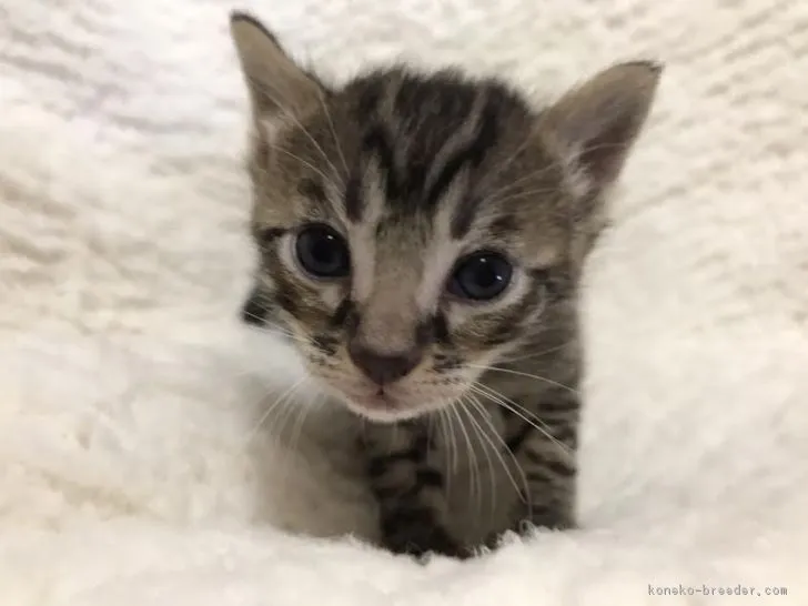 ID：1612-00772の子猫