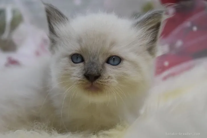 ID：2012-00608の子猫