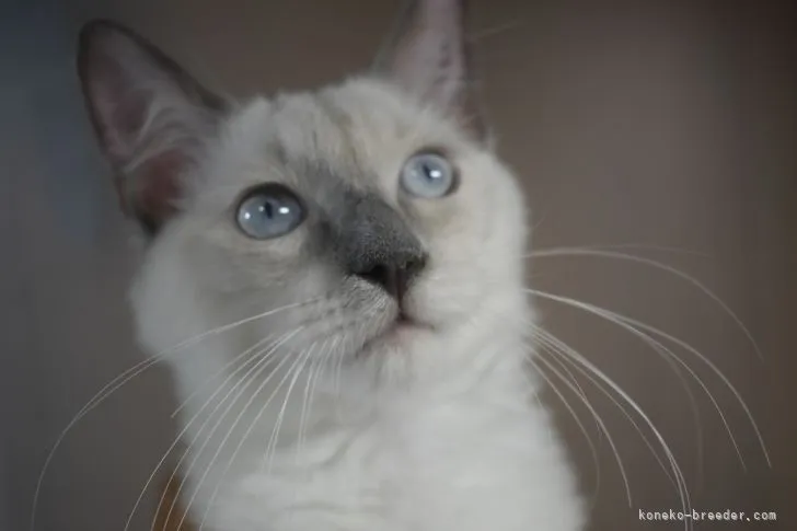 ID：2104-01752の子猫