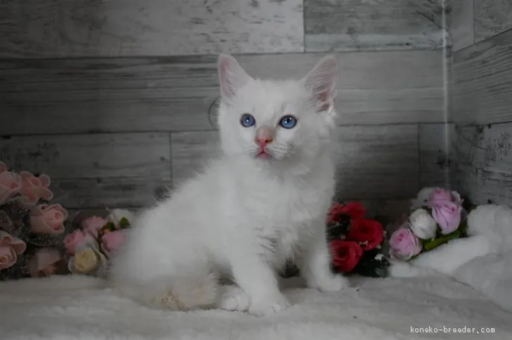 ID：1904-01545の子猫