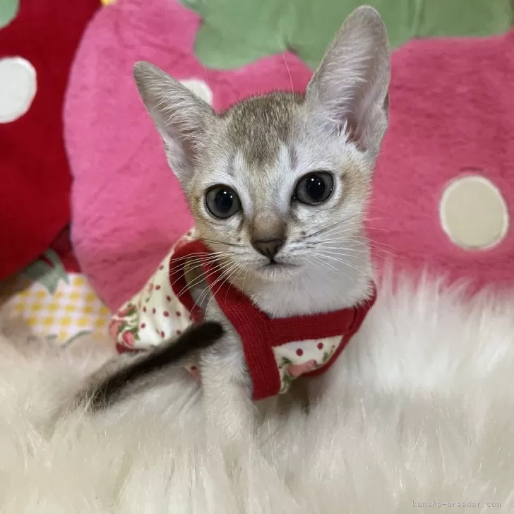 ID：2411-02296の子猫