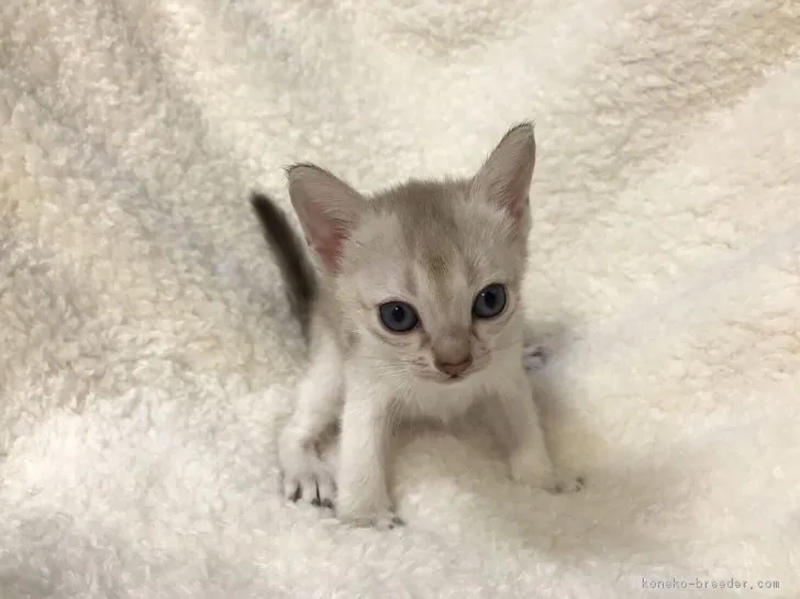 sora 様のお迎えした子猫