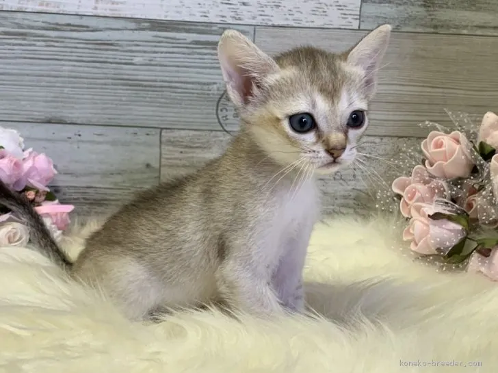 シンガプーラ【兵庫県・女の子・2019年5月4日・セピアアグーティ】の写真1