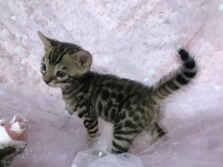 ID：1808-01273の子猫