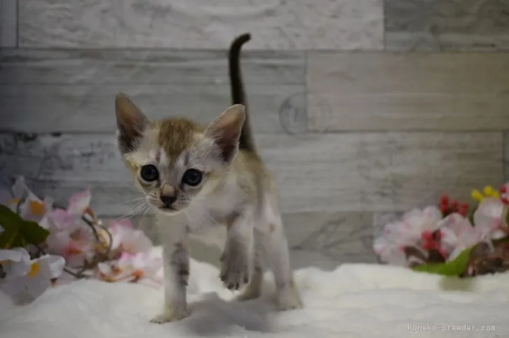 ID：1903-00981の子猫
