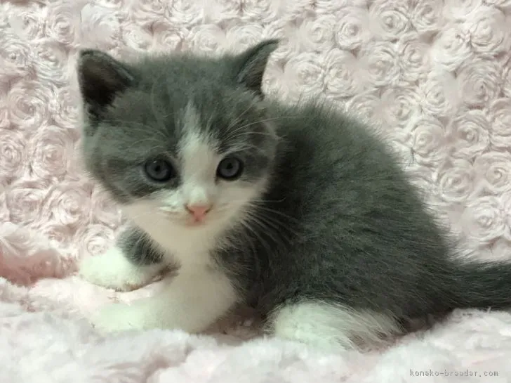 ID：1810-00176の子猫