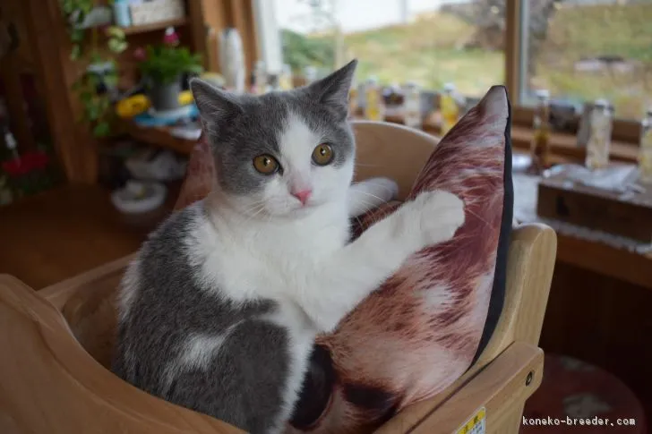 ID：1810-00178の子猫