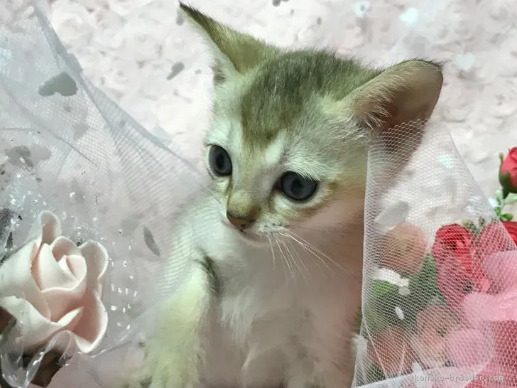 ID：1807-00129の子猫