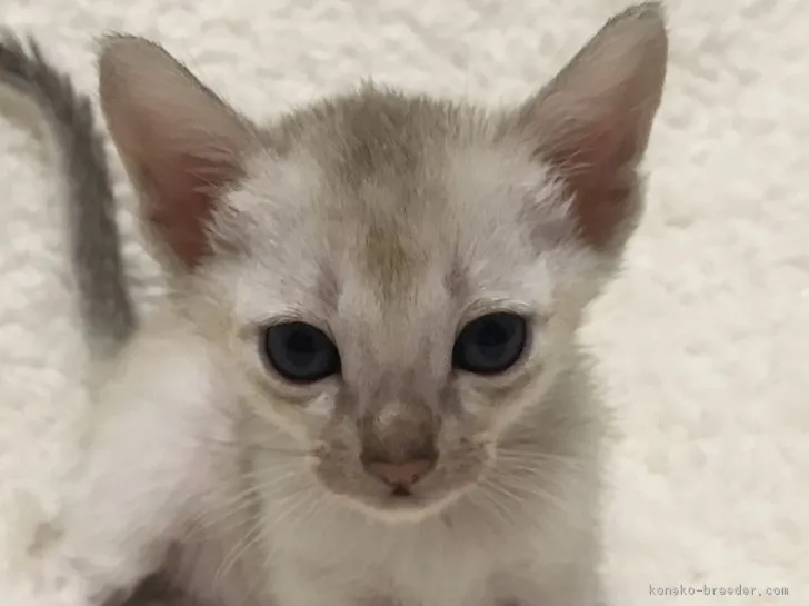 taberogu 様のお迎えした子猫