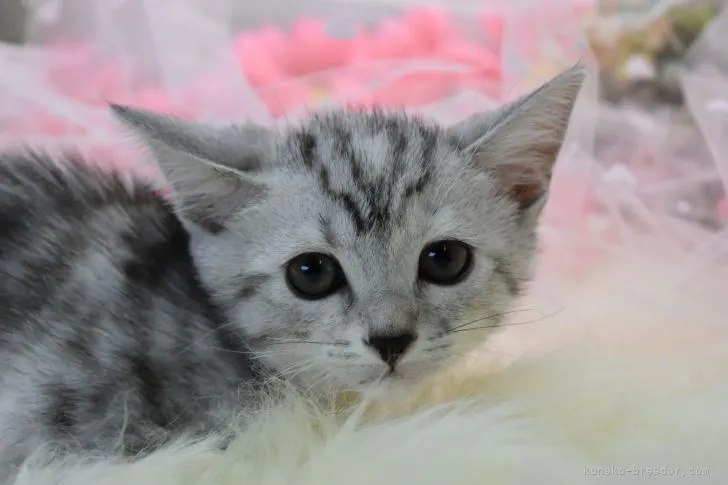 ID:2105-02614の子猫