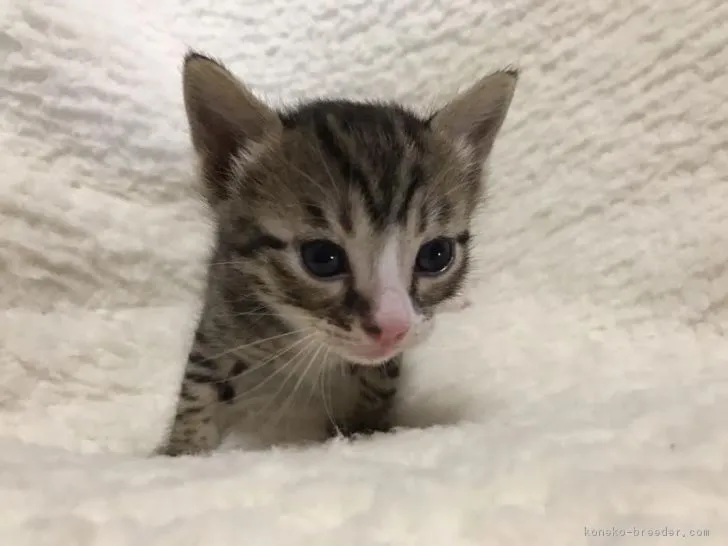 ID：1612-00771の子猫