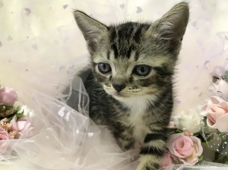 ID:1805-00372の子猫