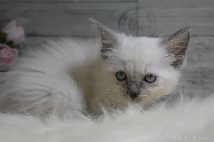 ID:2005-00644の子猫