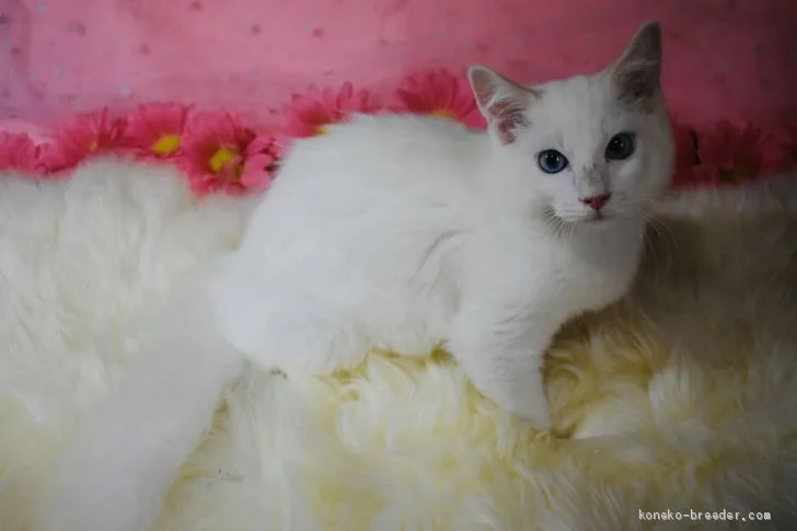 ID:2003-00669の子猫