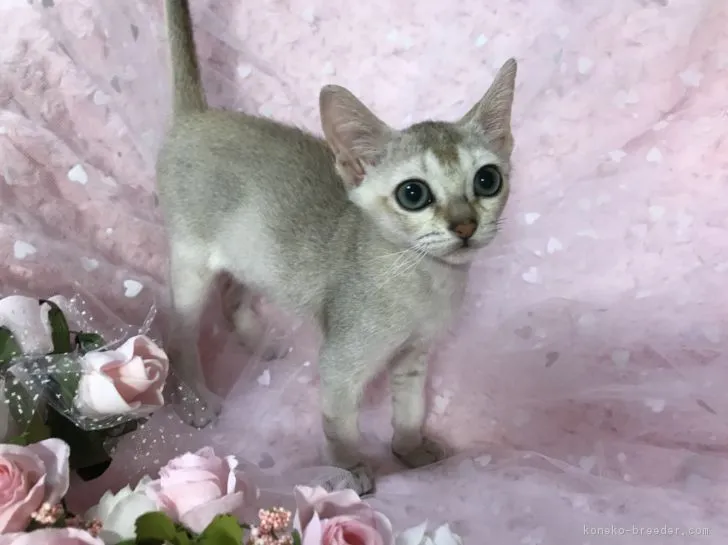 ID：1808-01279の子猫