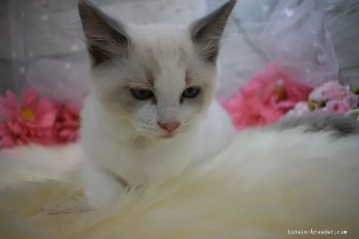 ID:2009-00720の子猫