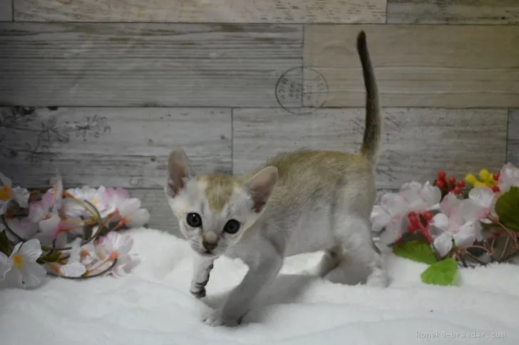 ID：1903-00979の子猫